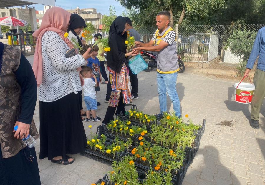 Mardin Büyükşehir Belediyesi tarafından Nusaybin mezarlıkları için ücretsiz 3.200 adet Kadife çiçeği fidanı dağıtıldı   