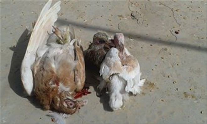 Vurulan Güvercin Yavruları Annesiz Kaldı