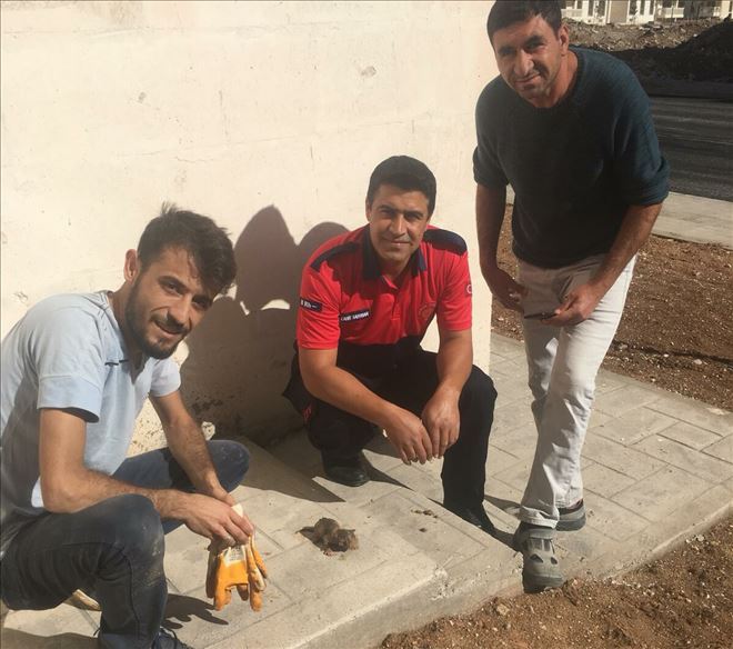 Nusaybin´de Kanalizasyon çukurunda mahsur kalan yavru kedi kurtarıldı