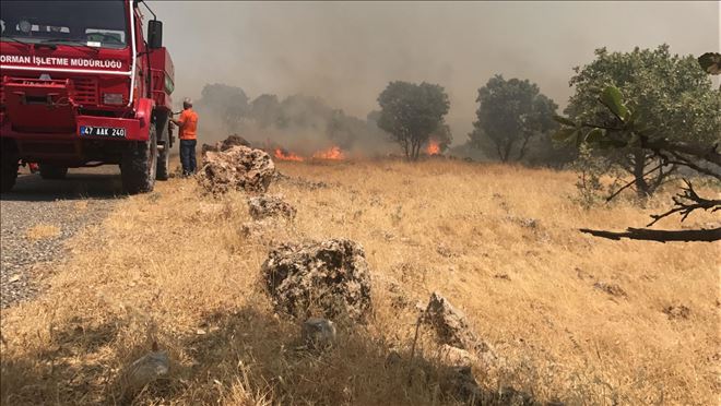 Nusaybin Bagok dağında çıkan yangın sürüyor