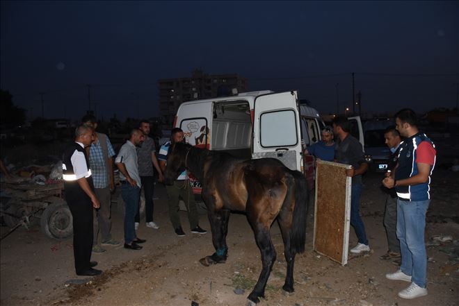 Nusaybin´de yaralı at Mardin Hayvan Hastanesine taşındı