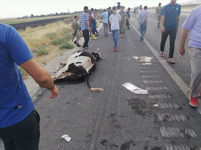 Nusaybin İpek yolunda otomobile yola çıkan ineğe çarptı