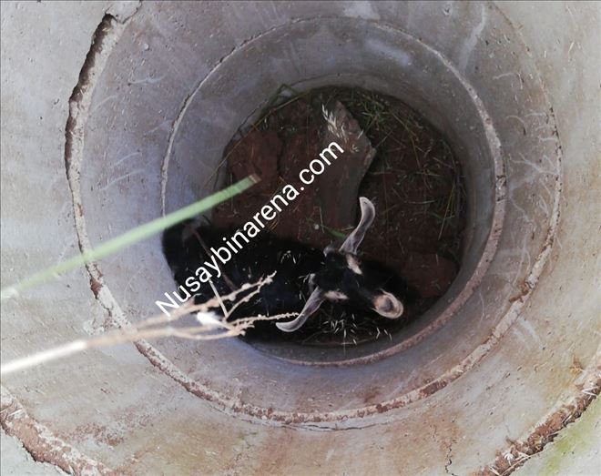 Nusaybin´de keçinin düştüğü  5 metrelik çukurda mahsur kaldı