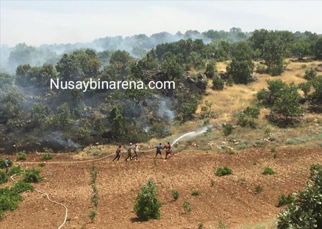 Nusaybin´de ormanlık bölge cayır cayır yanıyor !