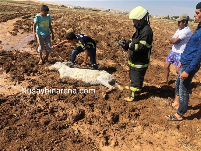 Nusaybin´de çamura saplanan eşek kurtarıldı 