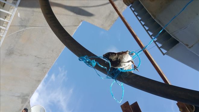 Nusaybin´de Elektrik trafosunda ve mutfak havalandırmassı´nda ipe asılı kalan kuşlar kurtarıldı 