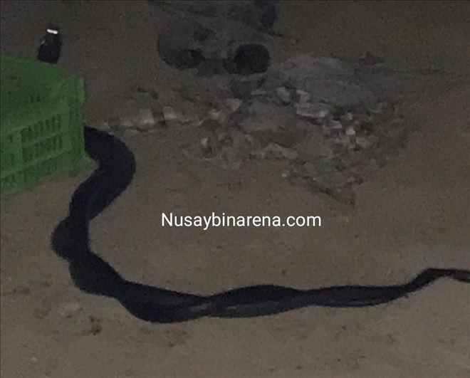 Nusaybin´de yılanların çiftleşme dansı sulama kulübesinde görüntülendi 