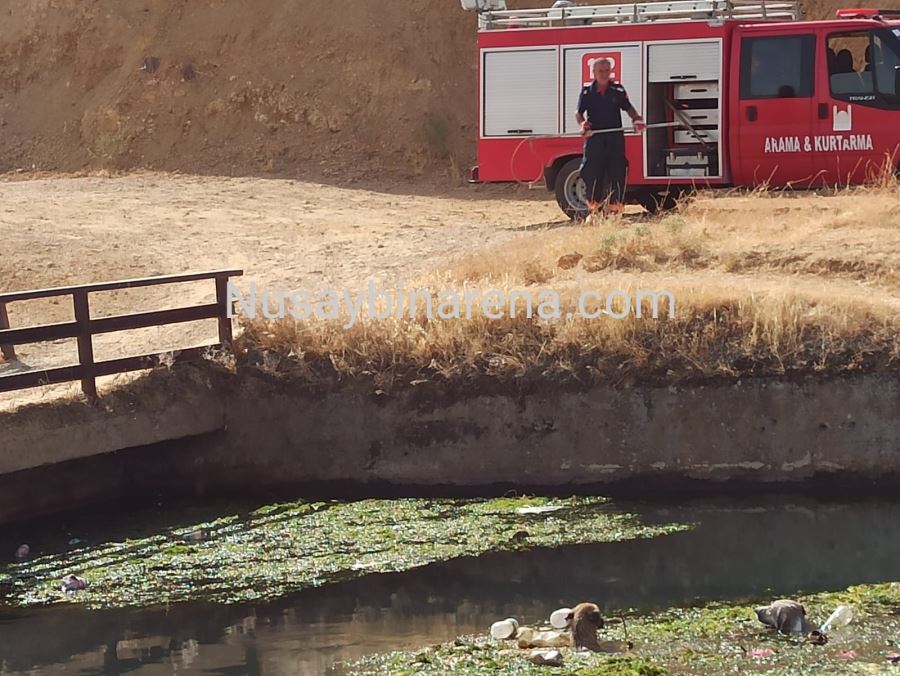 Nusaybin’de sulama kanalında boğulmak üzere olan 3 köpek kurtarıldı