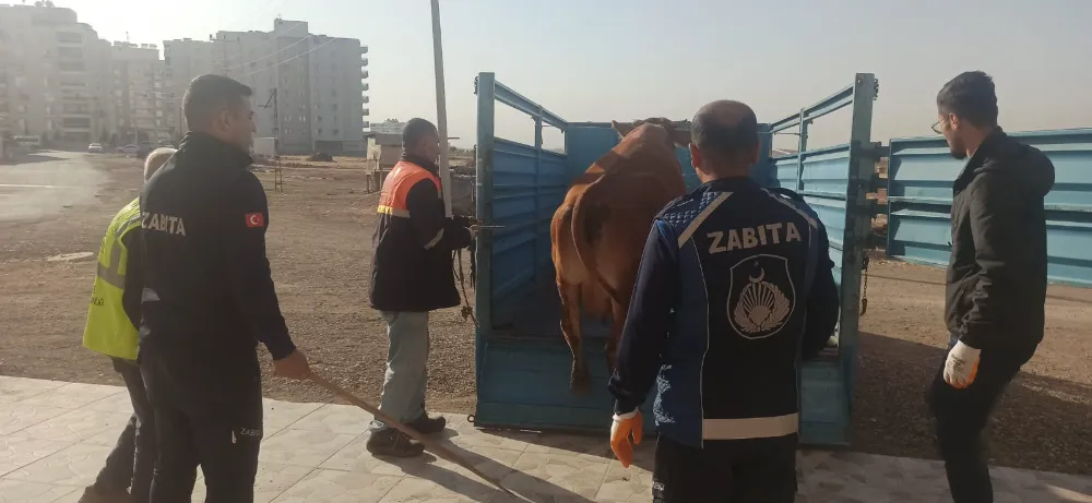 Nusaybin’de Zabıta ekipleri, parkta otlayan başı boş ineğe el koydu 