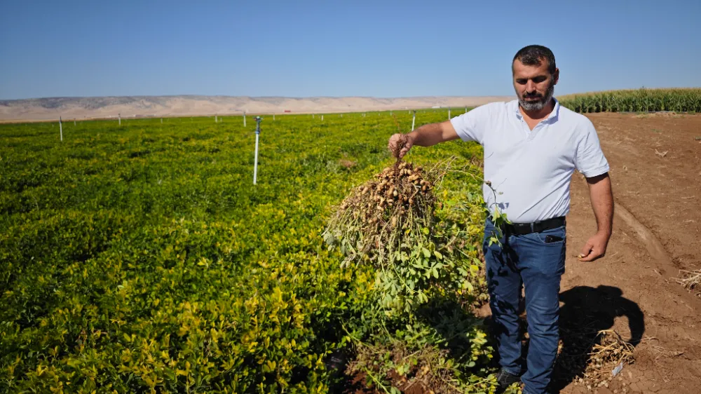 Nusaybin’de İlk kez ekilen yer fıstığı hasadı için geri sayım başladı