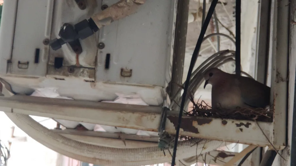 Nusaybin’de Kumru kuşu, evin soğutma sistemin arkasına yuva yaparak kuluçkaya oturunca ev sahibi klimasını 1 aydır çalıştıramadı   