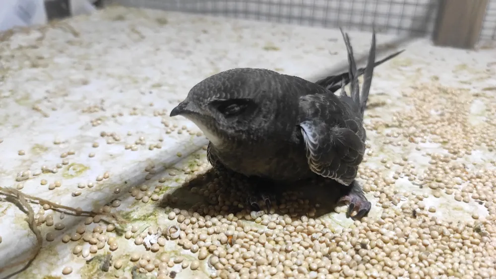 Nusaybin’de Ebabil kuşu bitkin halde bulan Pitek, eliyle besliyor