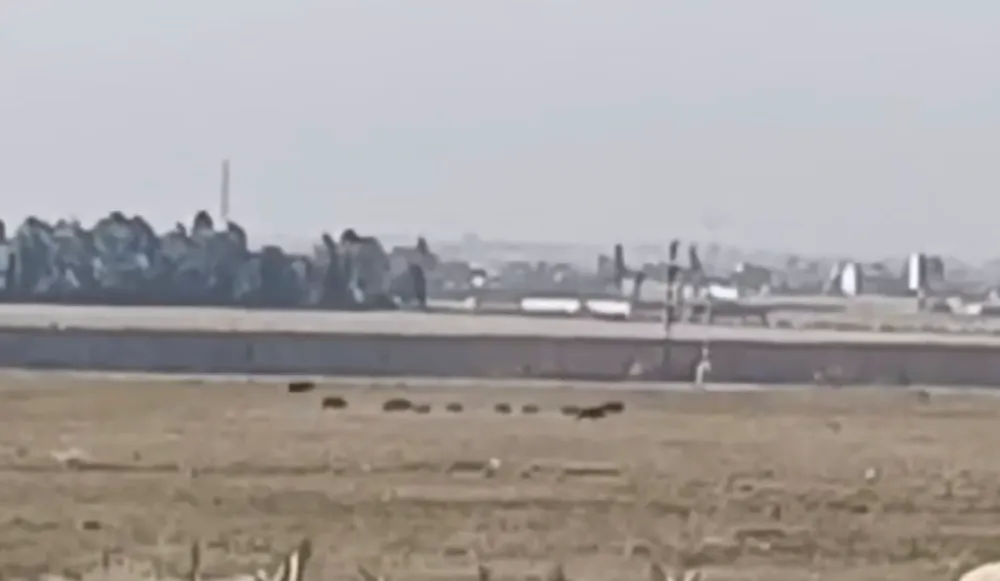 Nusaybin ile Suriye arasındaki mayınlı sınır bölgesinde ilerleyen domuz sürüsü görüntülendi 