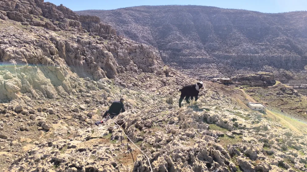 Nusaybin’de kayalıklarda mahsur kalan 17 oğlak, itfaiye ekipleri tarafından kurtarıldı