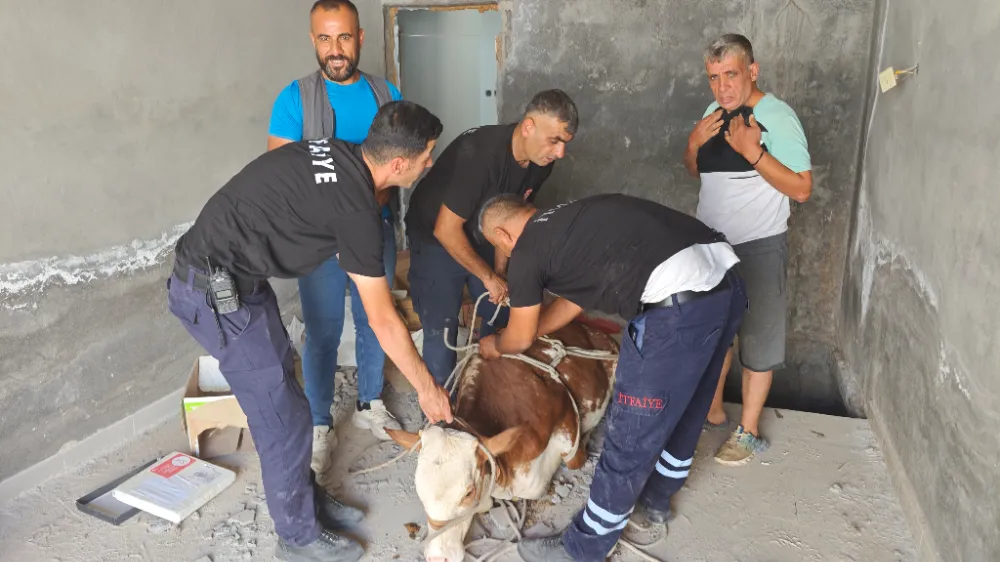 Nusaybin’de bodrum kata düşen inek kurtarıldı