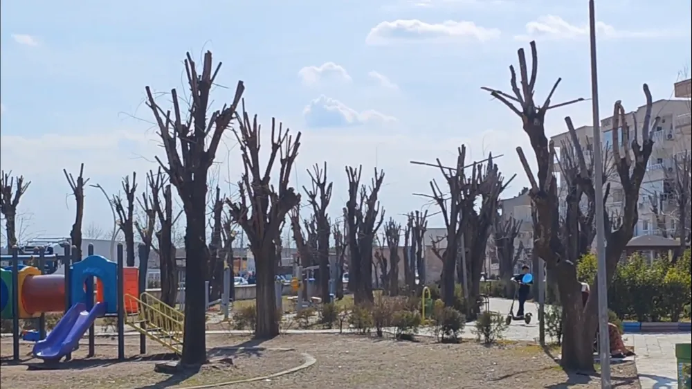 Nusaybin’de parkta budanan ağaçlar gölgesiz bıraktı: Vatandaşlardan tepki