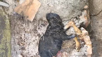 Başsız oğlak doğumu şaşkınlık yarattı