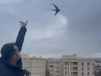 Nusaybin’de bitkin halde eve giren ebabil kuşu dinlendirilip doğaya salındı